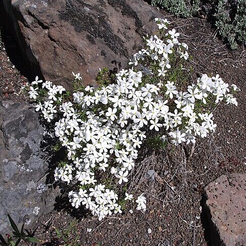 Leptosiphon floribundus unspecified picture