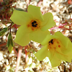 Leptosiphon unspecified picture