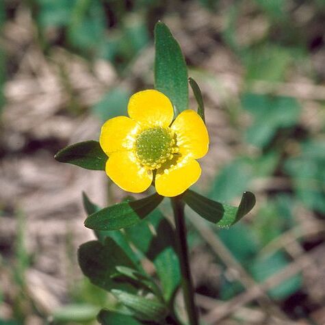 Ranunculus inamoenus unspecified picture