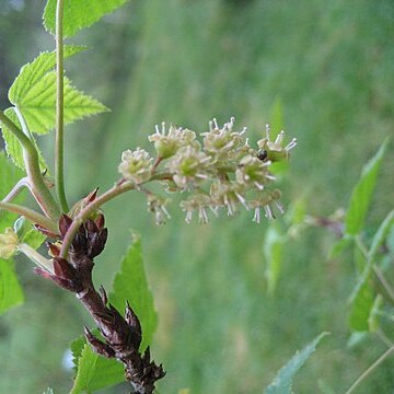 Ribes manshuricum unspecified picture