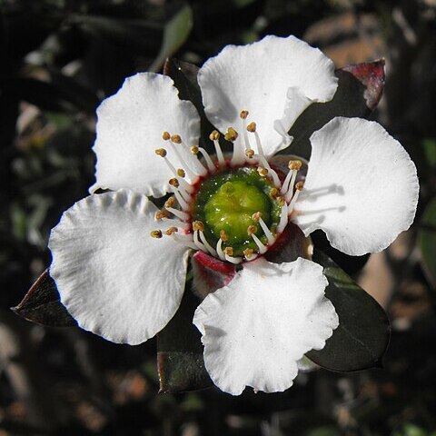 Leptospermum turbinatum unspecified picture