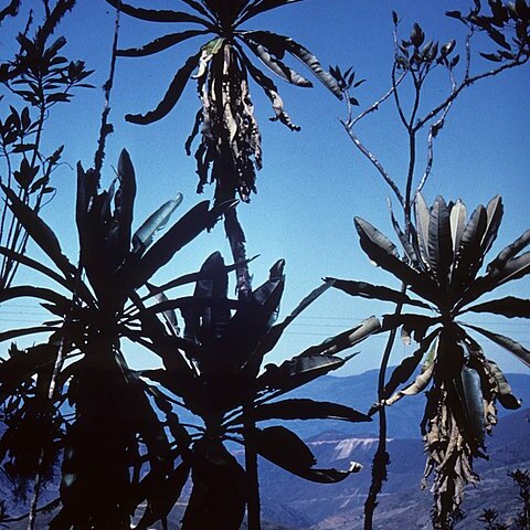 Libanothamnus occultus unspecified picture