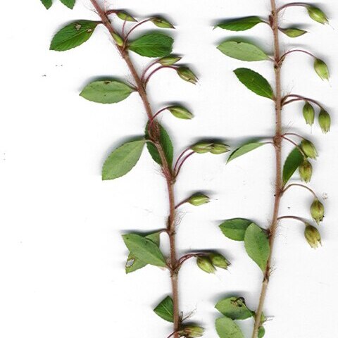 Sauvagesia unspecified picture