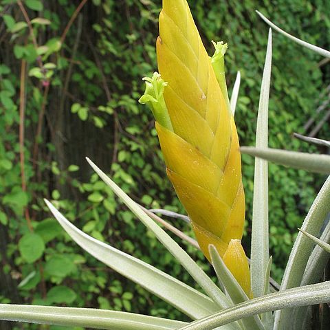 Tillandsia lotteae unspecified picture