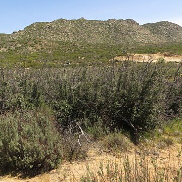 Quercus palmeri unspecified picture