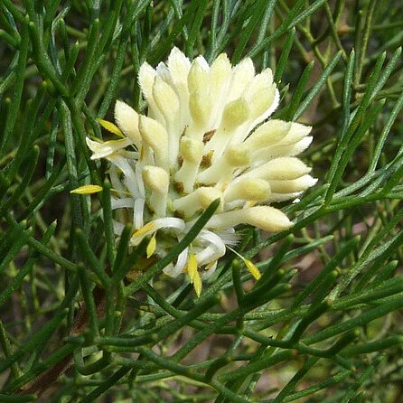 Petrophile pulchella unspecified picture