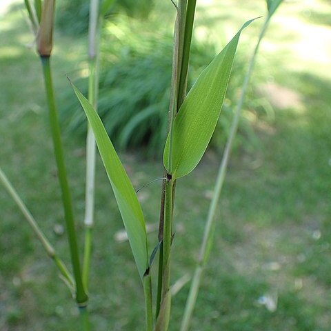 Phyllostachys propinqua unspecified picture
