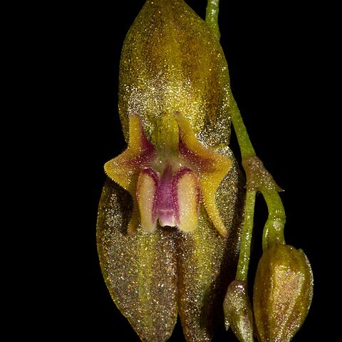 Lepanthes marthae unspecified picture