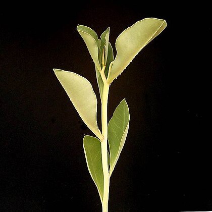 Euphorbia pseudolaevis unspecified picture