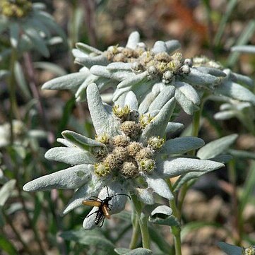 Leontopodium palibinianum unspecified picture