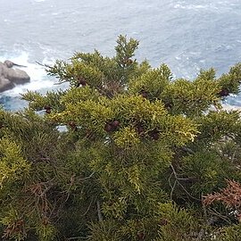 Juniperus turbinata unspecified picture
