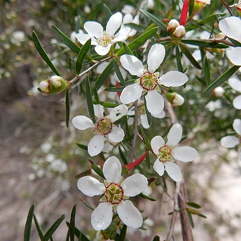 Leptospermum deanei unspecified picture