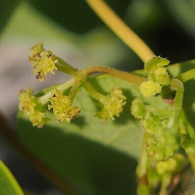 Stephania japonica var. discolor unspecified picture