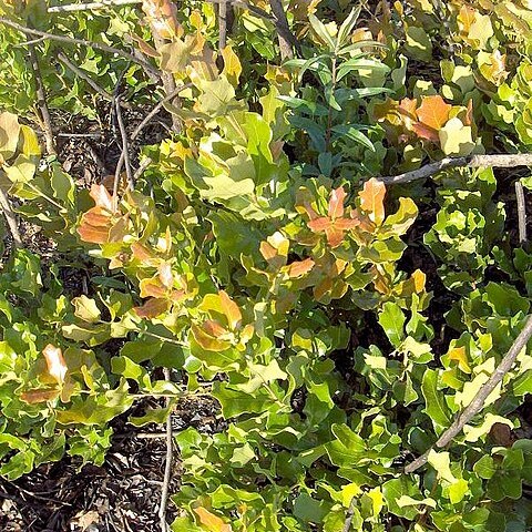 Quercus chapmanii unspecified picture