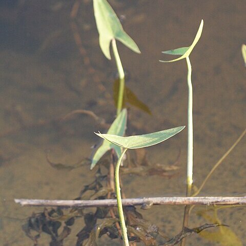Sagittaria cuneata unspecified picture