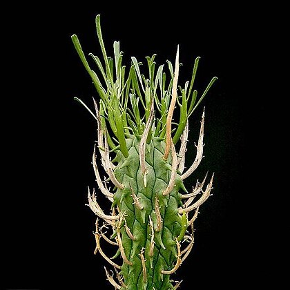 Euphorbia schoenlandii unspecified picture