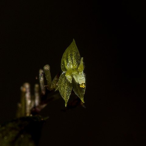 Lepanthes strumosa unspecified picture