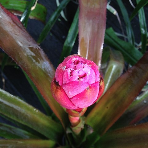 Portea grandiflora unspecified picture