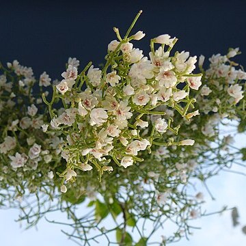 Rhipsalis unspecified picture