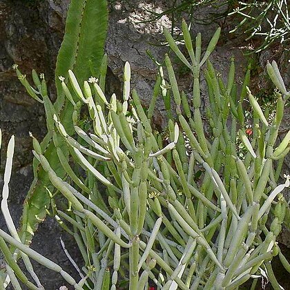 Euphorbia alluaudii unspecified picture
