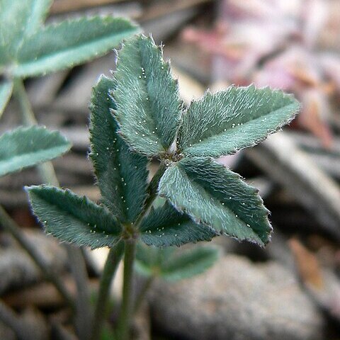 Trifolium gymnocarpon unspecified picture