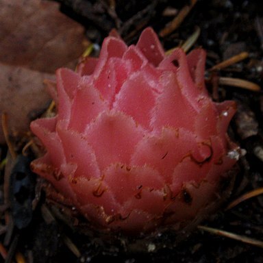 Pleuricospora unspecified picture