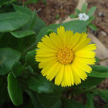 Calendula suffruticosa unspecified picture