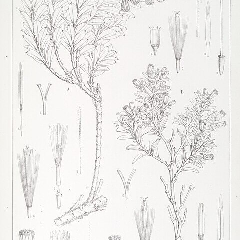 Chersodoma unspecified picture