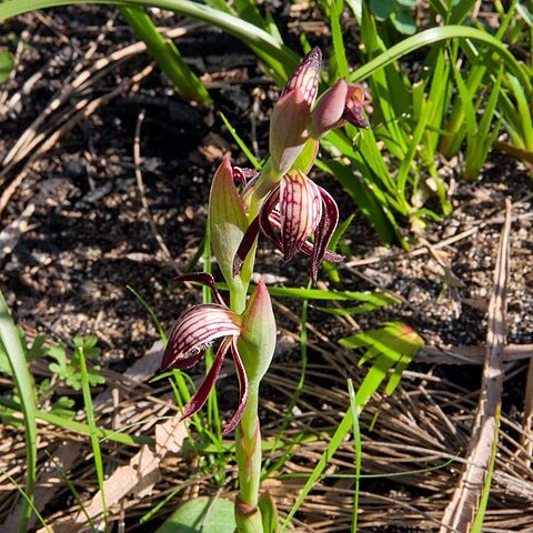 Pyrorchis unspecified picture