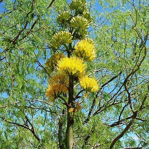 Agave chrysantha unspecified picture