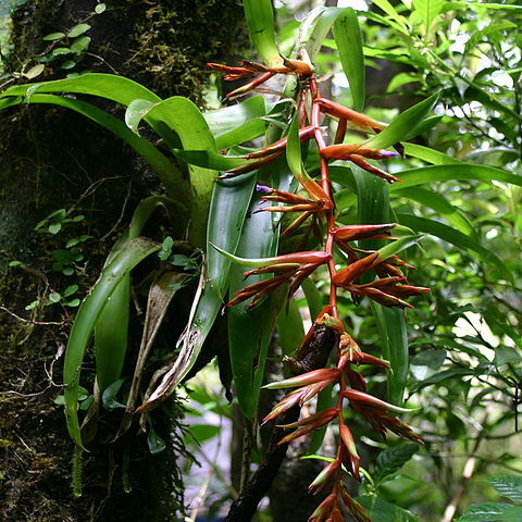 Tillandsia excelsa unspecified picture