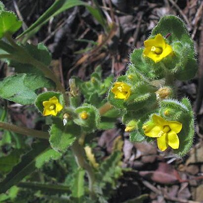 Mentzelia micrantha unspecified picture
