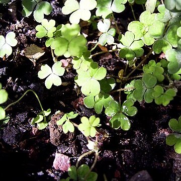 Oxalis magellanica unspecified picture
