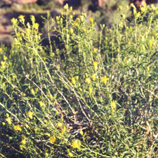 Chrysothamnus stylosus unspecified picture