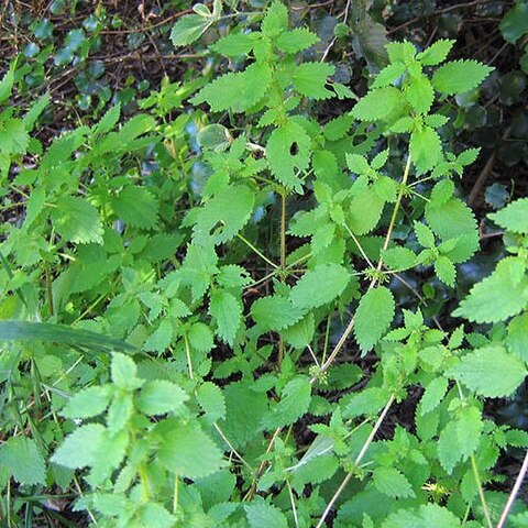 Hesperocnide tenella unspecified picture