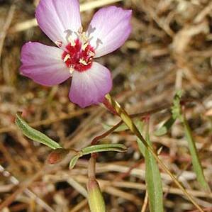 Clarkia franciscana unspecified picture