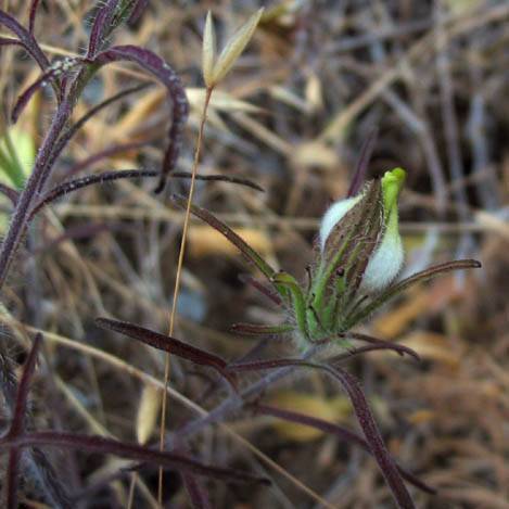 Cordylanthus rigidus unspecified picture