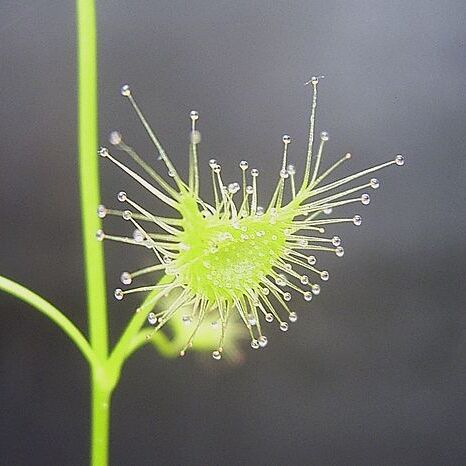 Drosera peltata unspecified picture