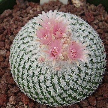 Epithelantha unspecified picture