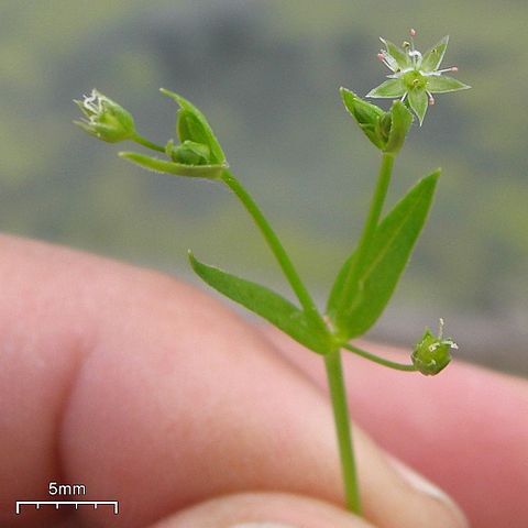 Stellaria calycantha unspecified picture