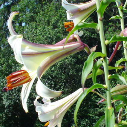 Lilium sulphureum unspecified picture
