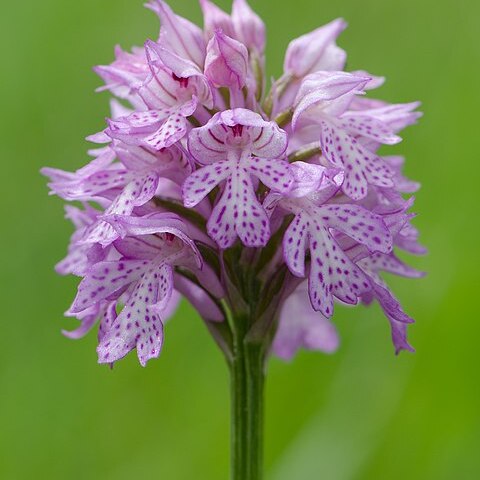 Neotinea tridentata subsp. tridentata unspecified picture