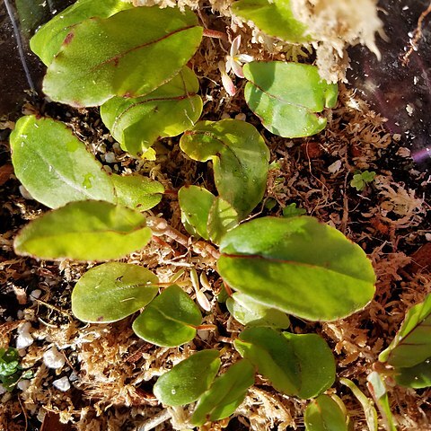 Begonia kisuluana unspecified picture