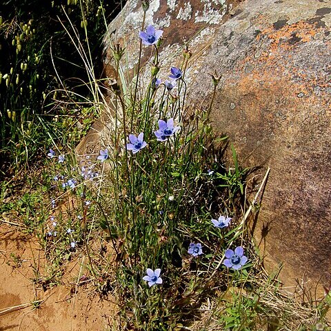 Wahlenbergia capensis unspecified picture