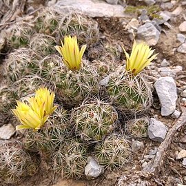 Coryphantha neglecta unspecified picture