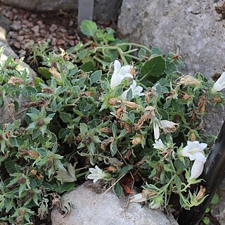 Campanula kachethica unspecified picture