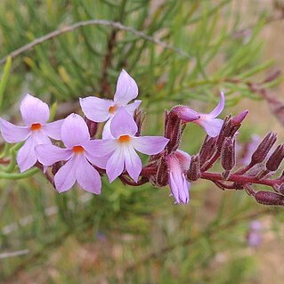 Campylanthus unspecified picture