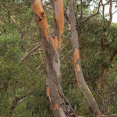 Eucalyptus punctata unspecified picture