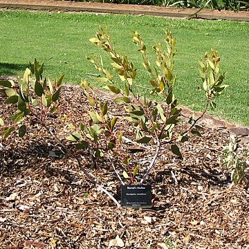 Eucalyptus rameliana unspecified picture