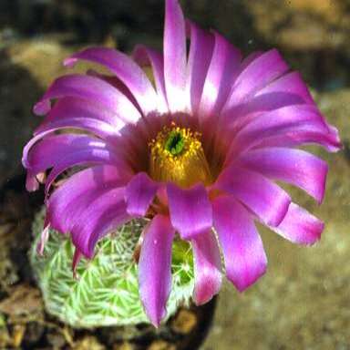Echinocereus scopulorum unspecified picture